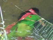 ஆற்றிலிருந்து பெண்ணின் சடலம் மீட்பு