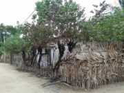 யாழை பீதிக்குள்ளாக்கியுள்ள குள்ளர்களின் அட்டகாசம்