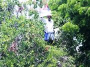 பொலிஸாருக்கு எதிராக மரத்தின் மேல் ஏறி முதியவர் போராட்டம்