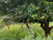 முல்லைத்தீவில் காணாமல் போன சிறுமி சடலமாக மீட்பு
